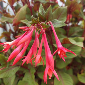 Fuchsia (Bush) 'Thalia'